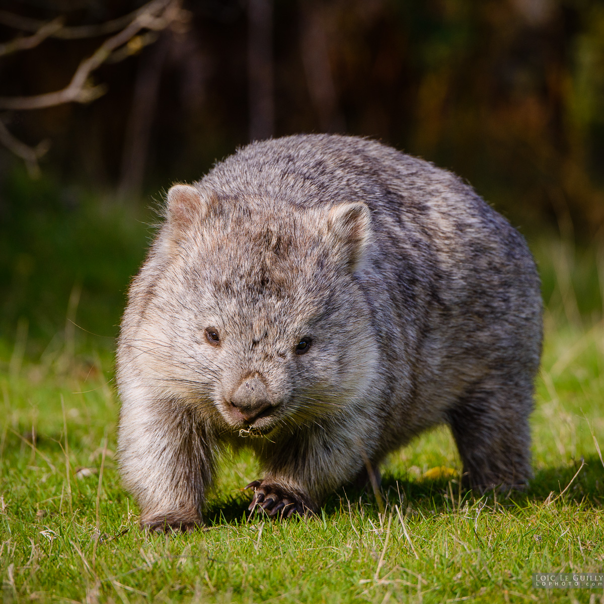 photograph of Wombat on Maria Island