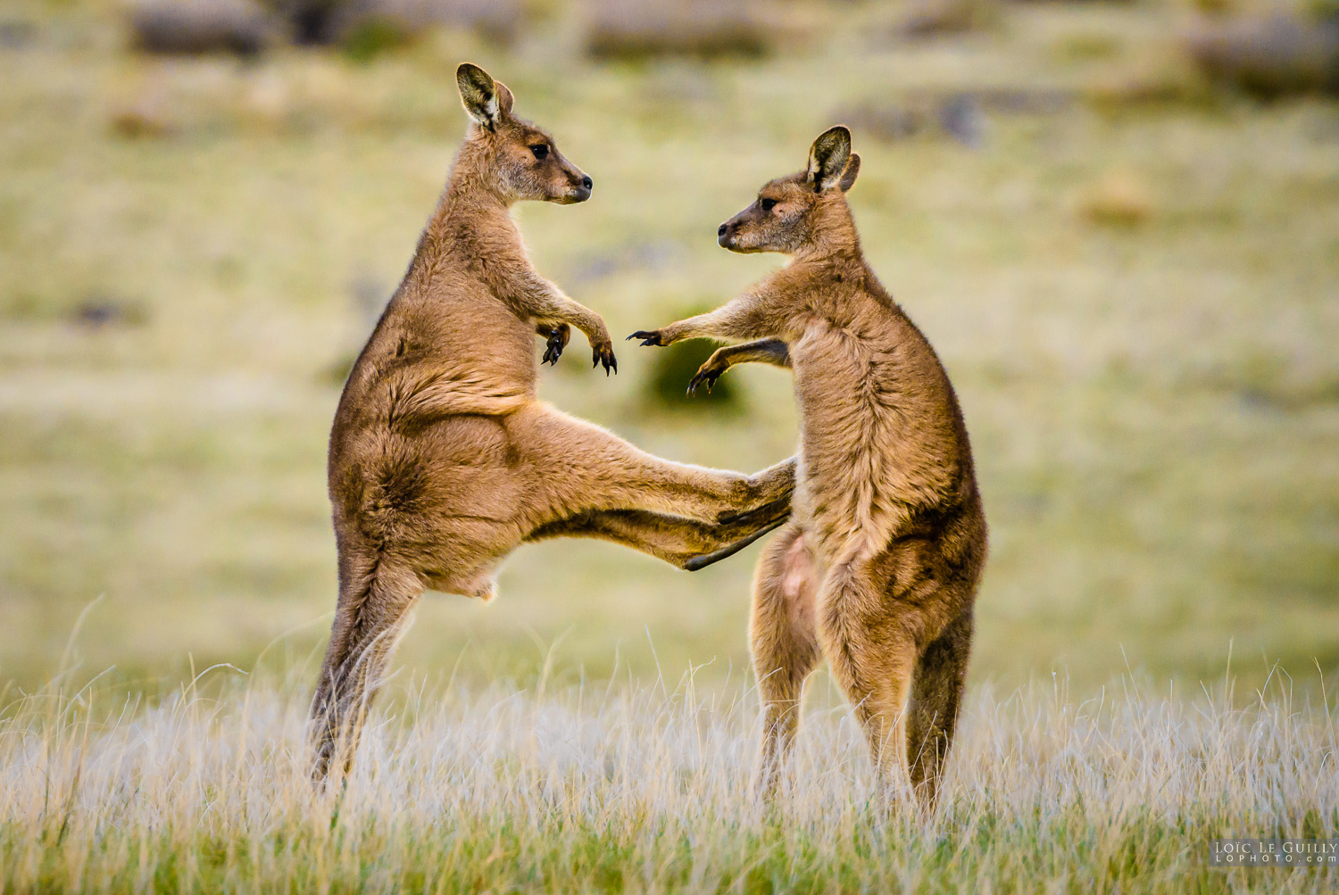photograph of Young Forester kangaroos play-fighting