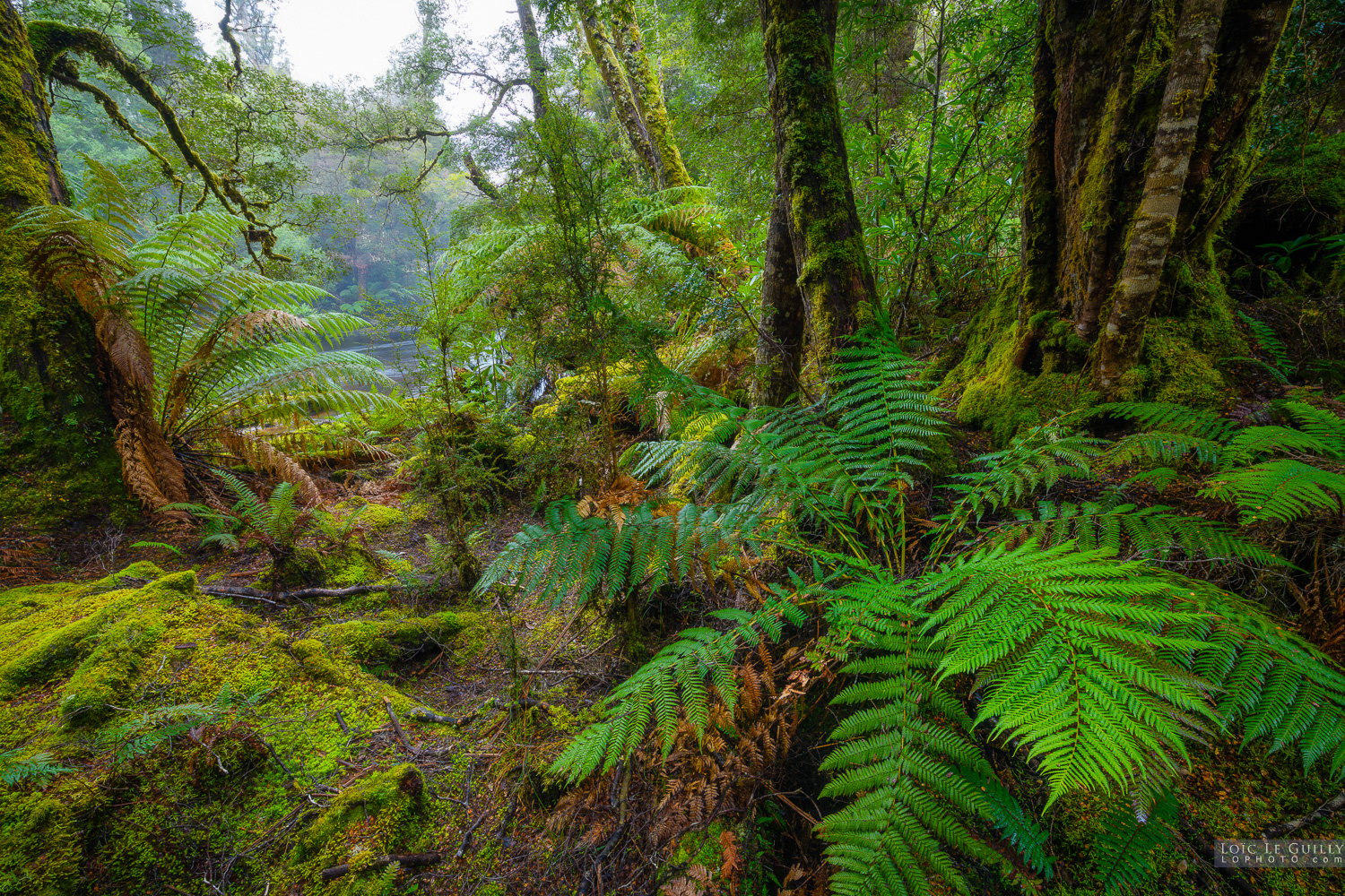 photograph of Rainforest by the Styx River