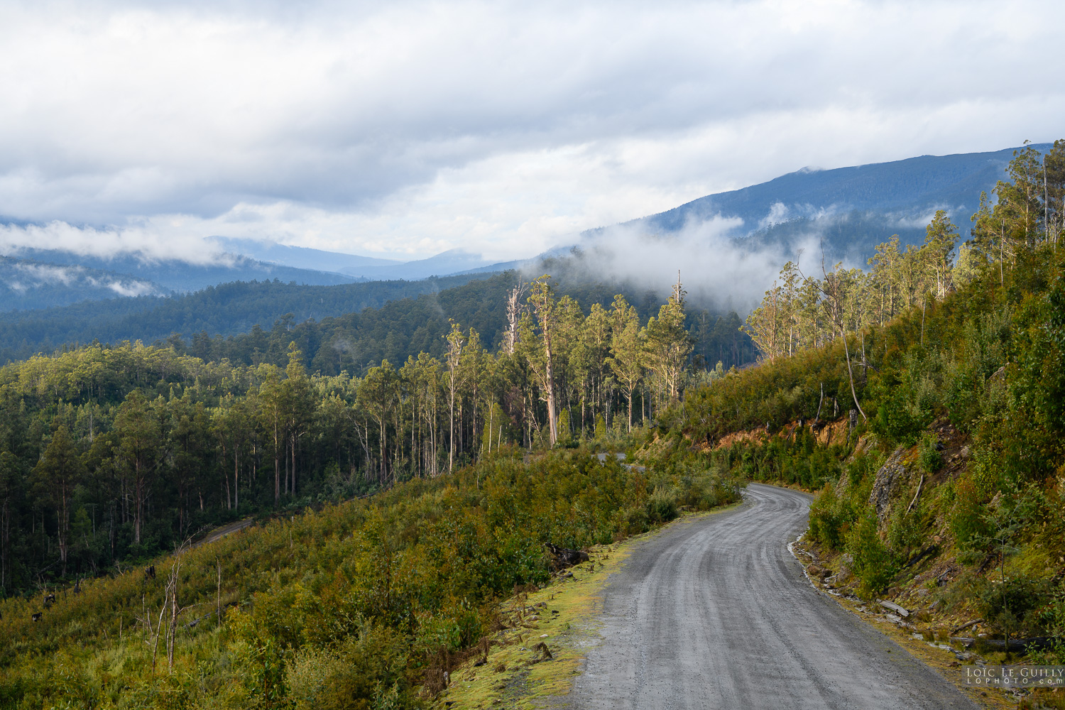 photograph of Logging and tall trees in the Styx