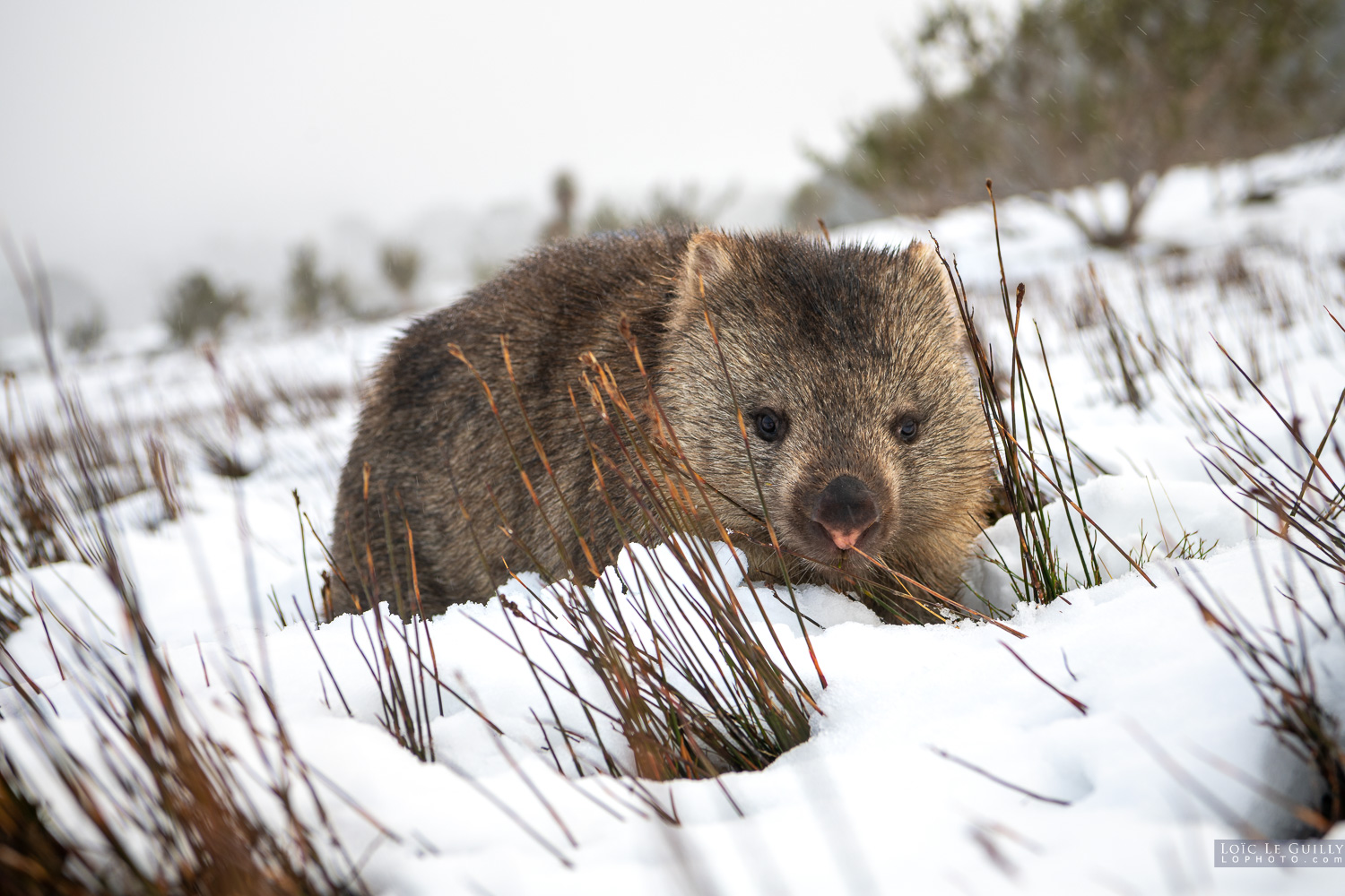 photograph of Wombat eating in the snow