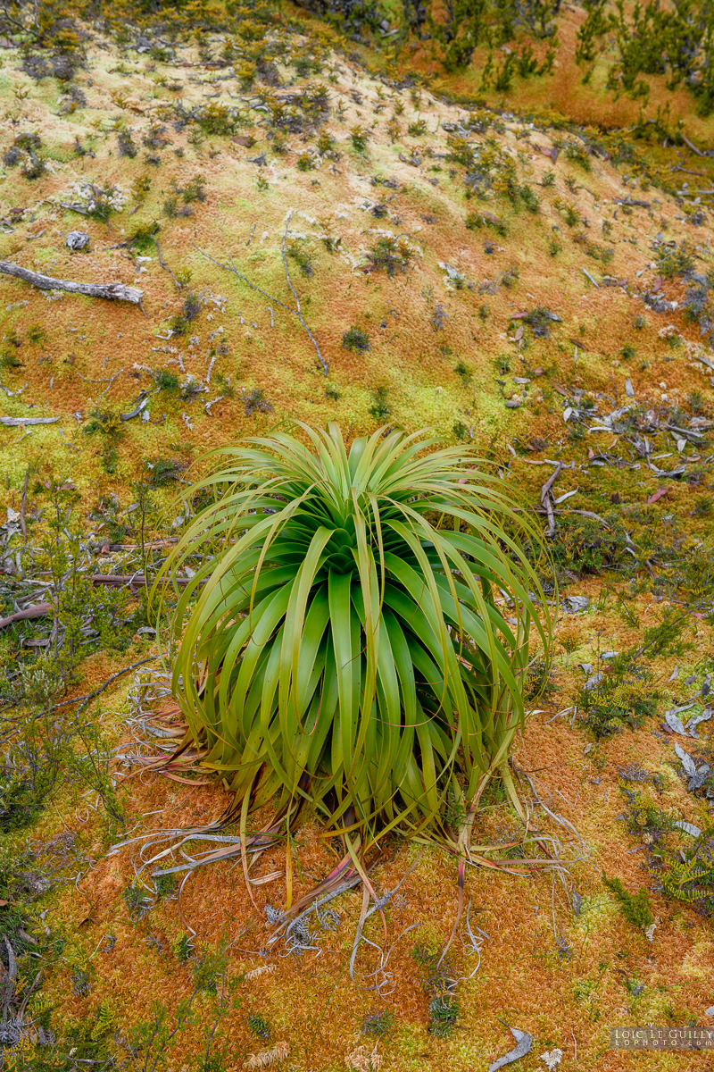 photograph of Pandani on sphagnum moss