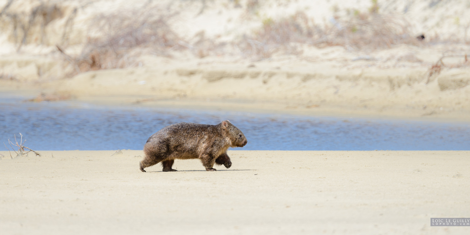 photograph of Wombat walking on the beach