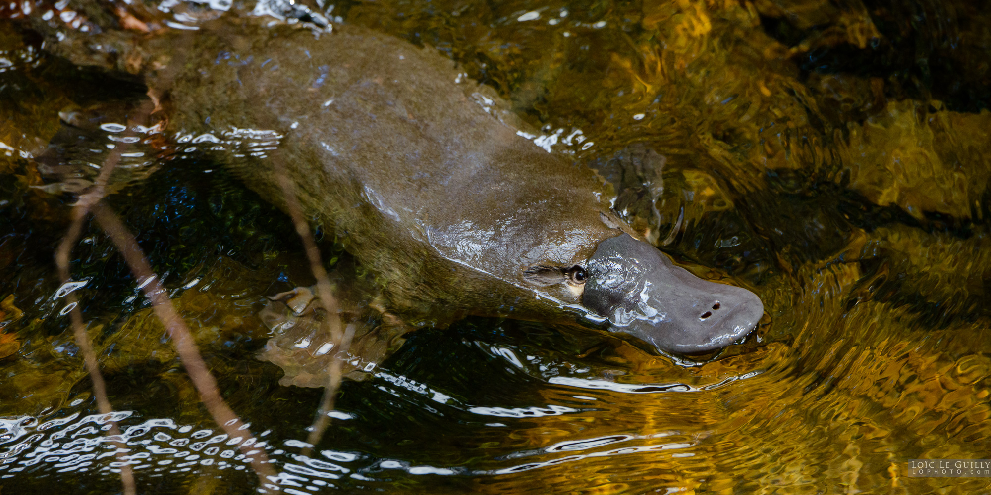 photograph of Wild platypus, Mount Field National Park