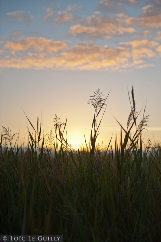photograph of grass at sunrise