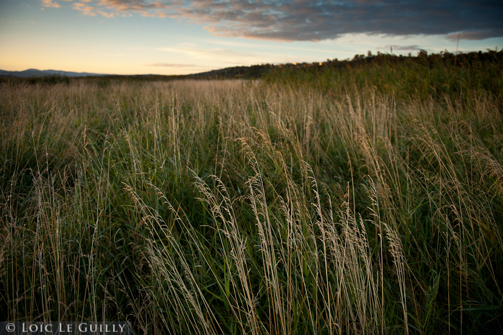 photograph of grasses at sunrise