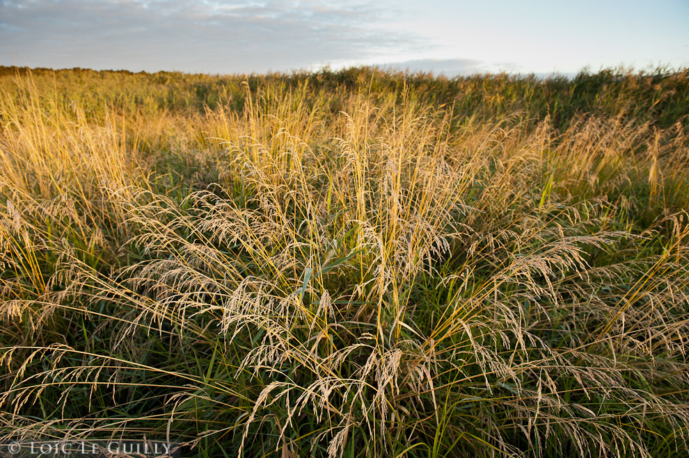 photograph of grasses at sunrise