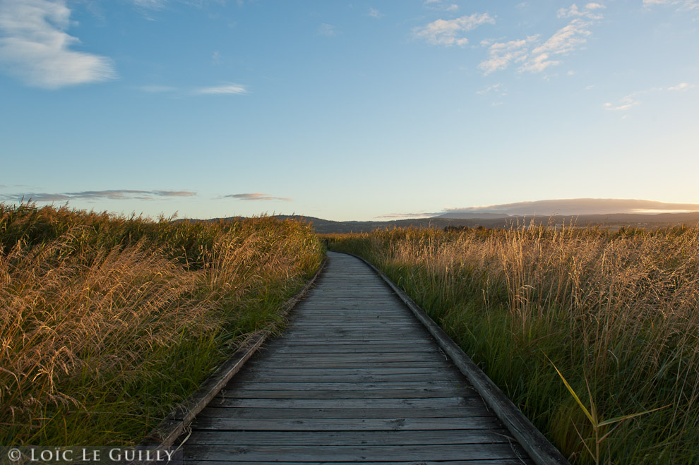 photograph of wooden path at the Tamar Island wetlands