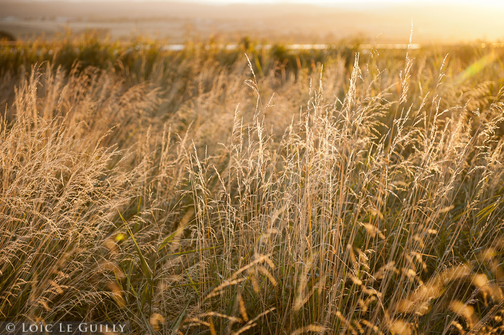 photograph of grass in sunrise