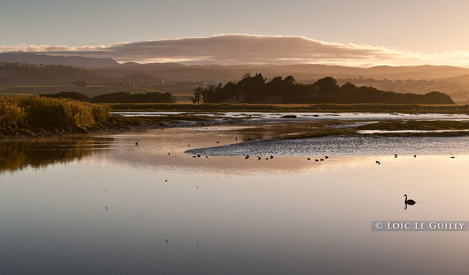 photograph of Tamar River wetlands