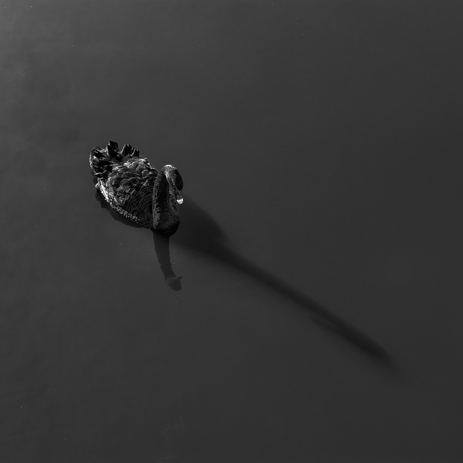 photograph of Black swan over shallow water