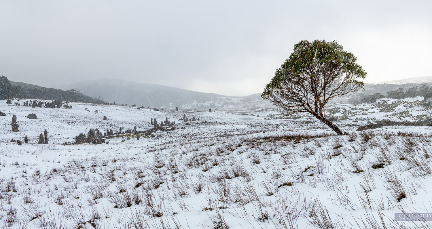 photograph of Lone snowgum