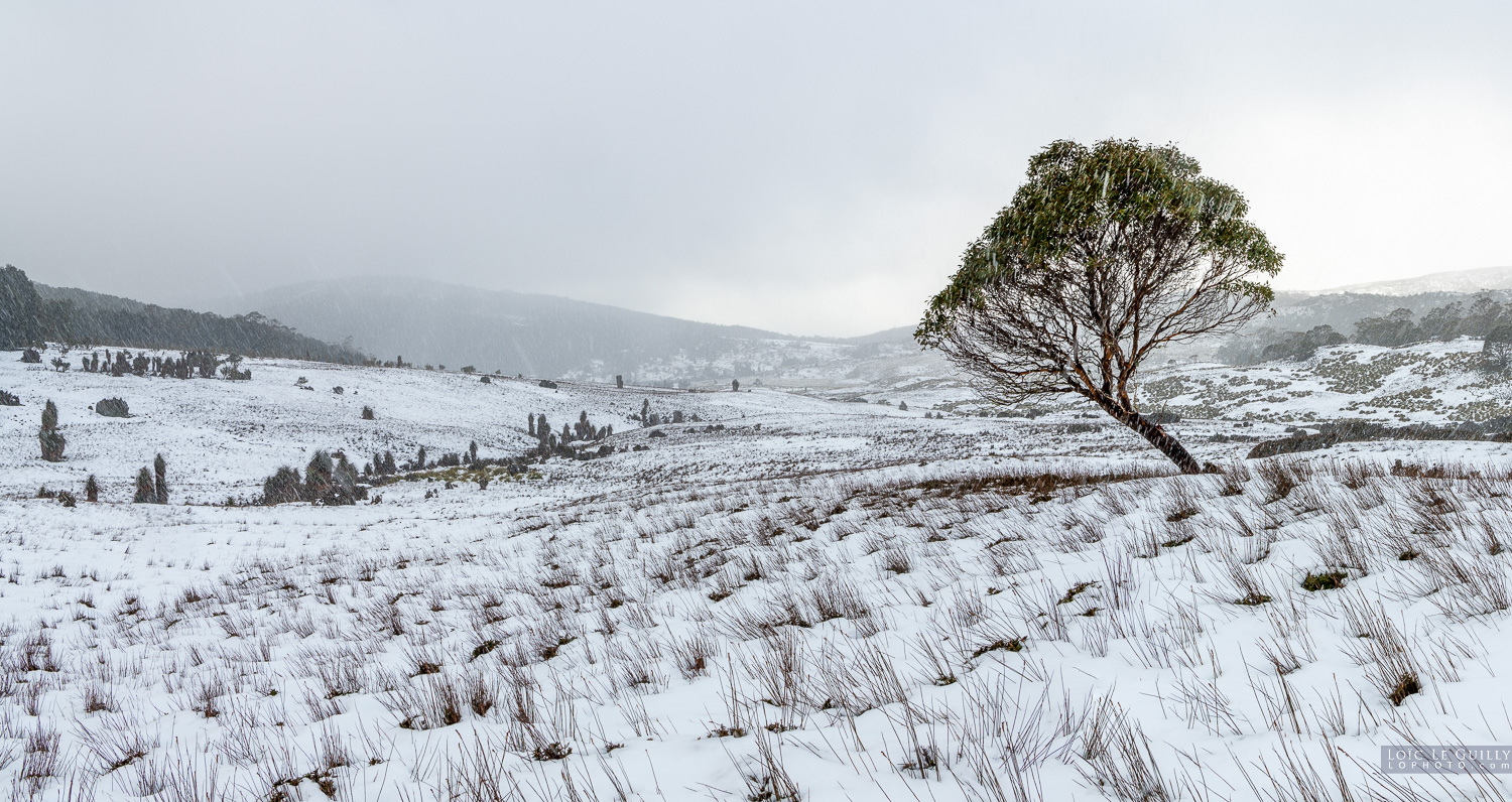 photograph of Snowgum in winter