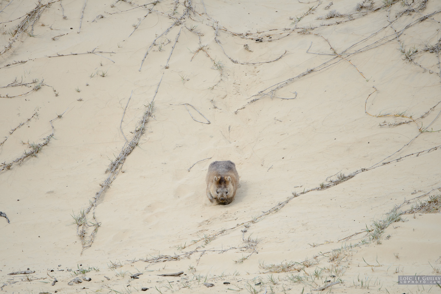 photograph of Dune hooligan