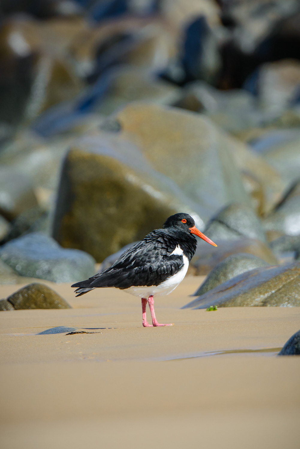 photograph of Pied oystercatcher