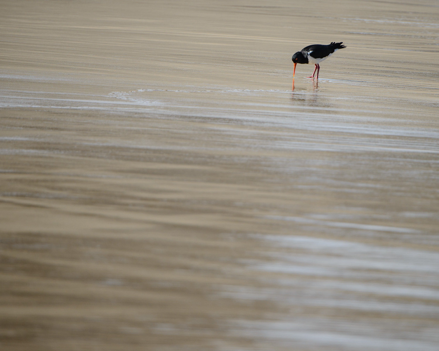photograph of Pied oystercatcher feeding