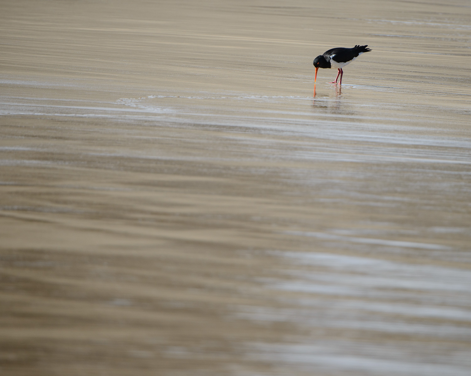 photograph of Pied oystercatcher feeding