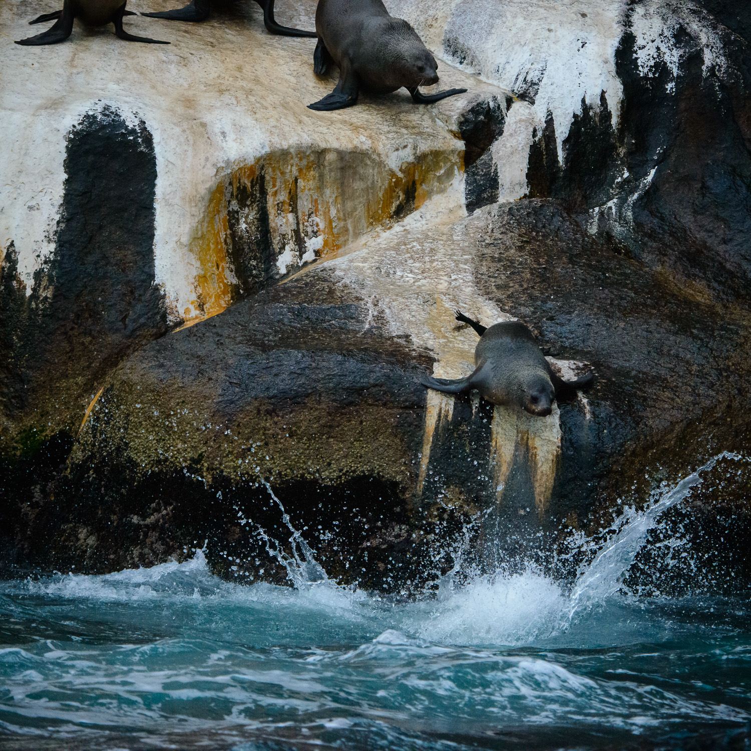 photograph of Australian Fur Seals diving 