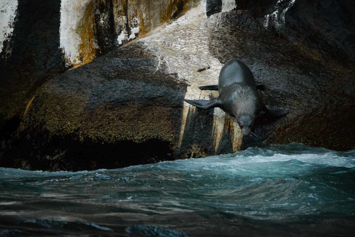 photograph of Australian Fur Seal diving 