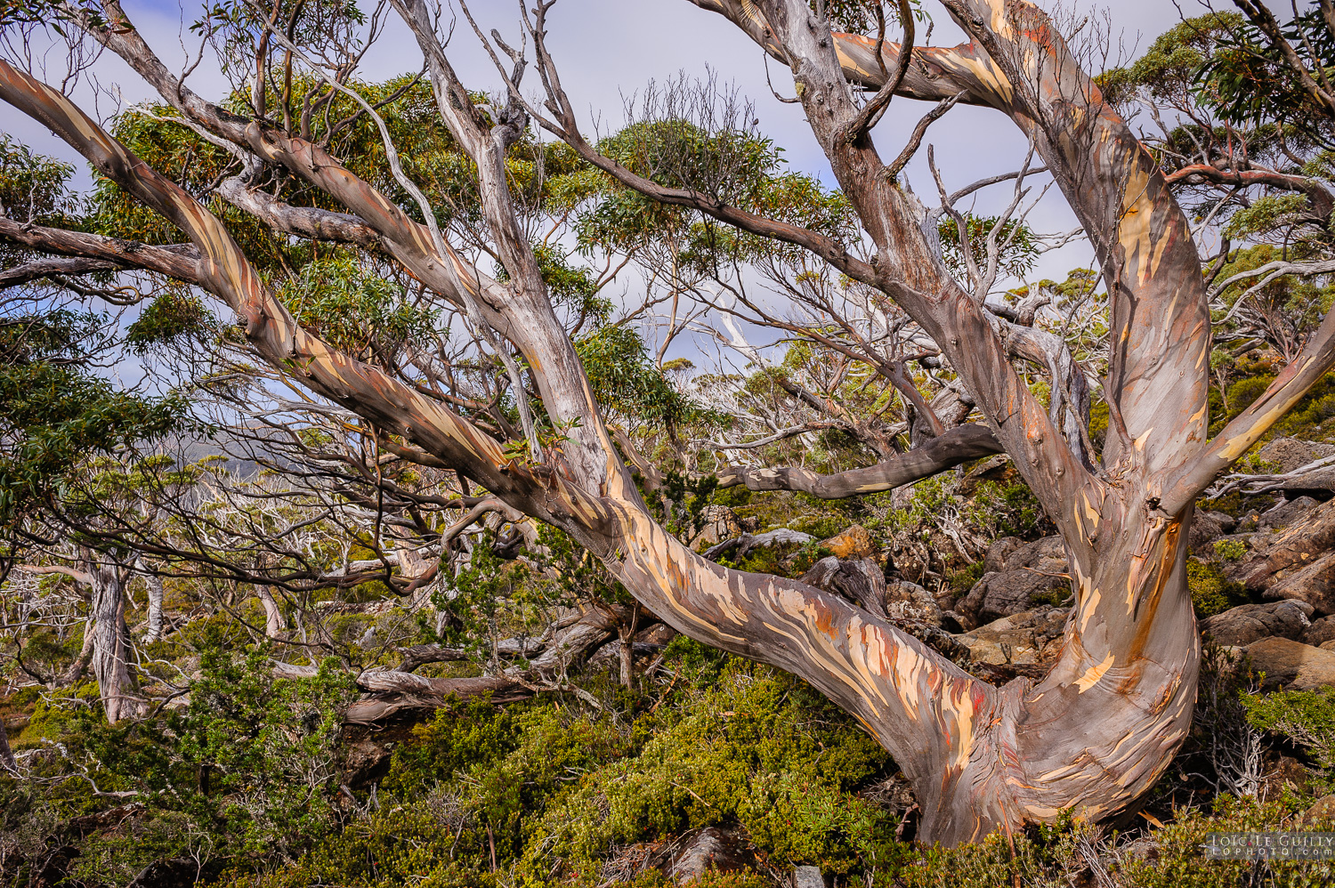 photograph of Snow gum, Mt Field area