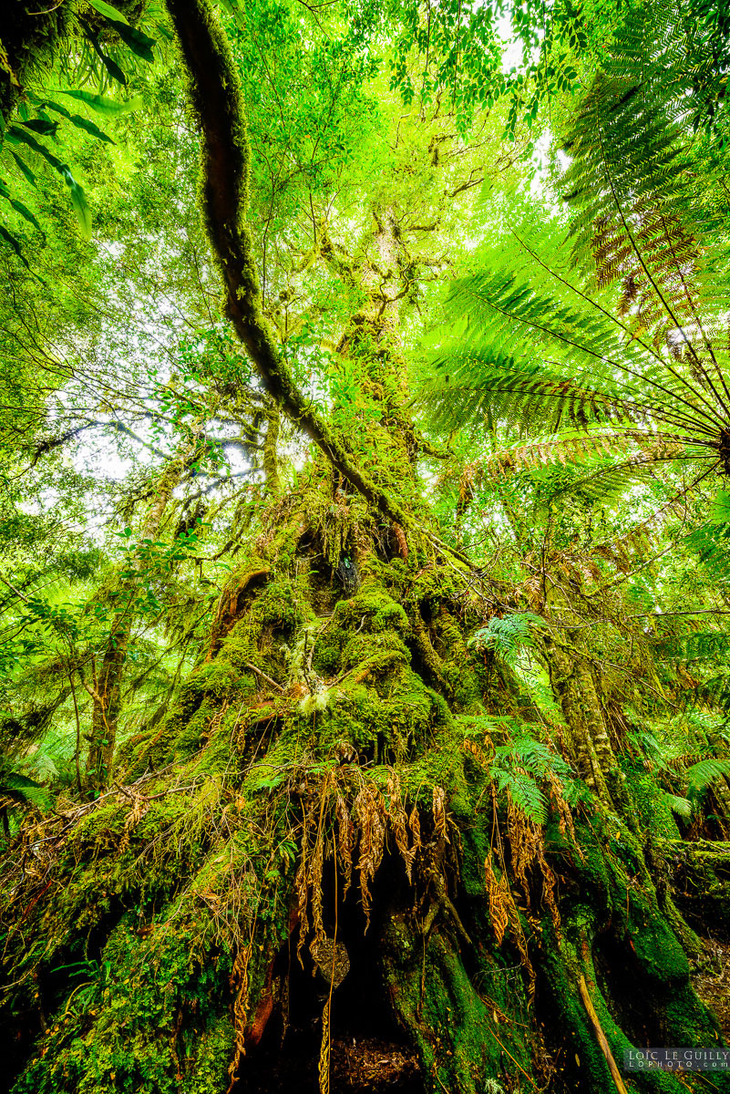 photograph of Ancient myrtle, Tarkine rainforest