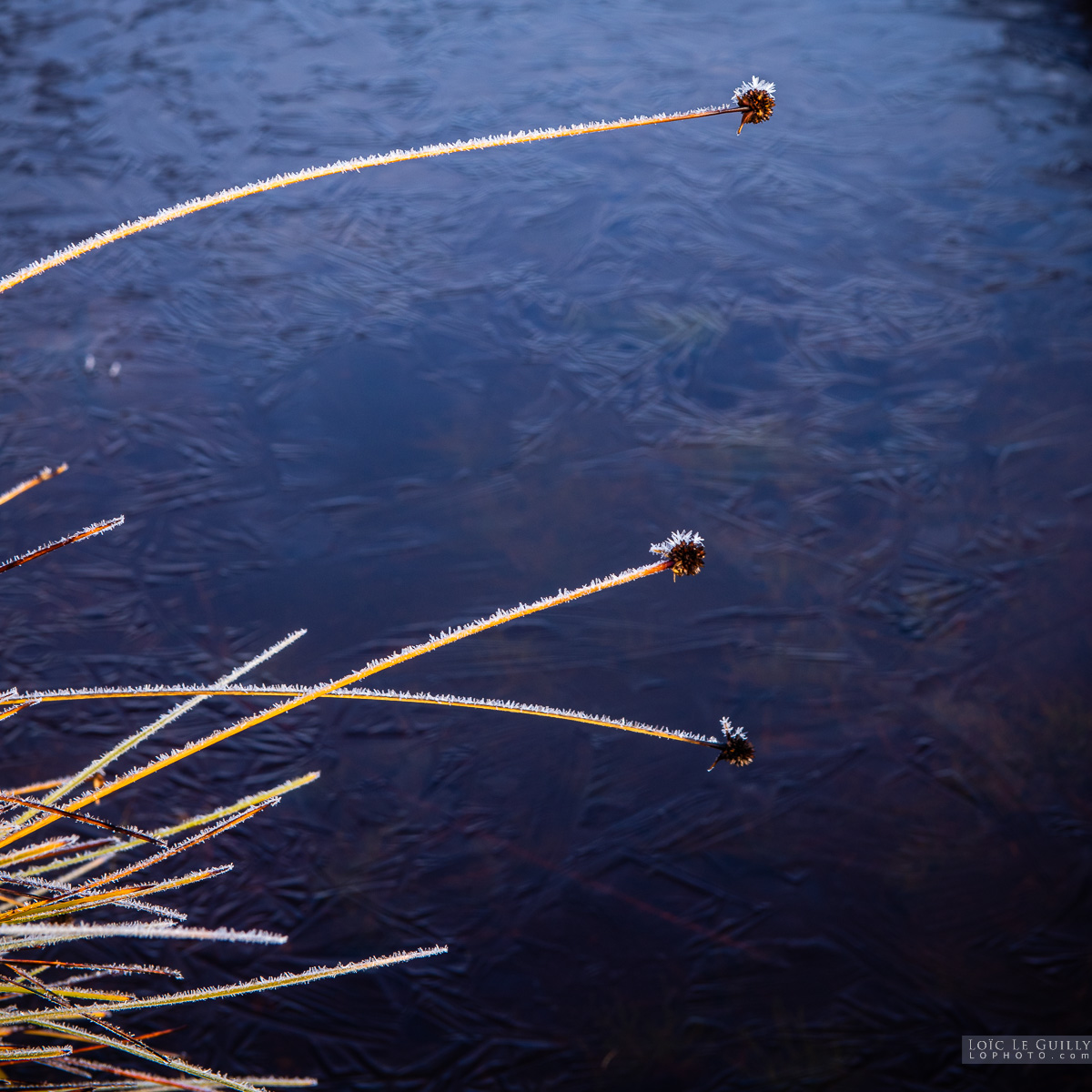 photograph of Frosted button grass