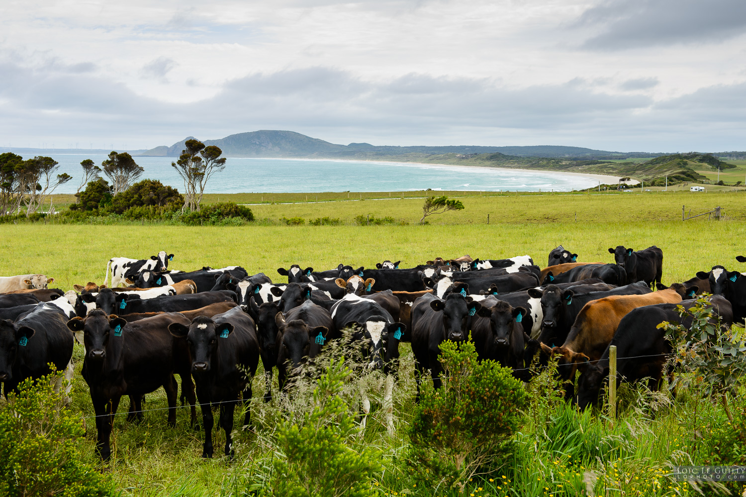 photograph of Marrawah cows