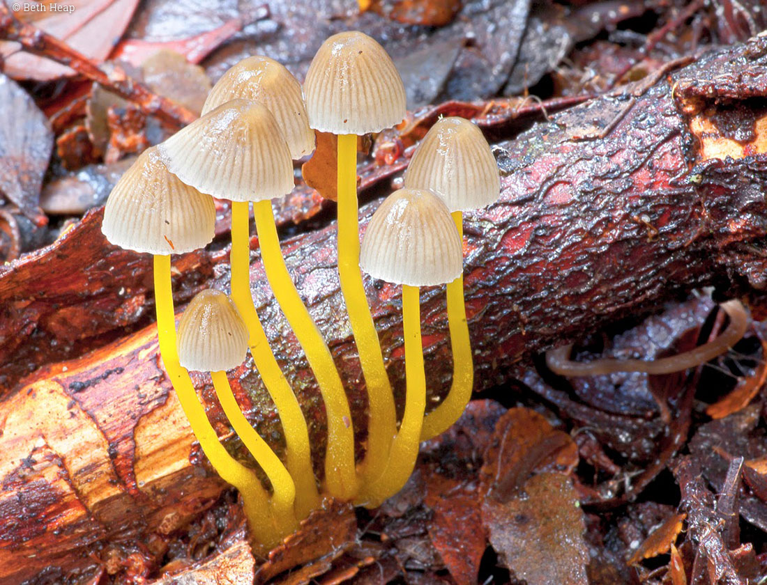 photograph of Mycena epipterygia