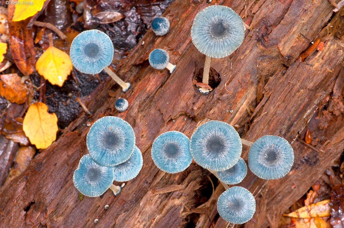 photograph of Mycena interrupta