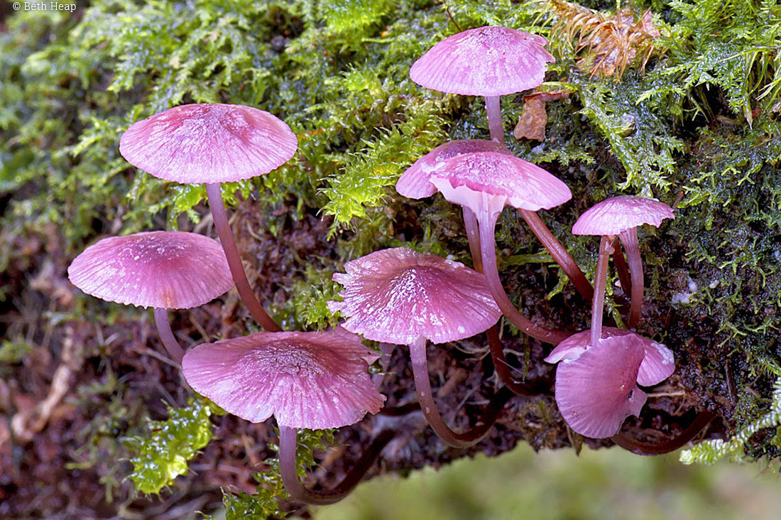 photograph of Mycena kuurkacea