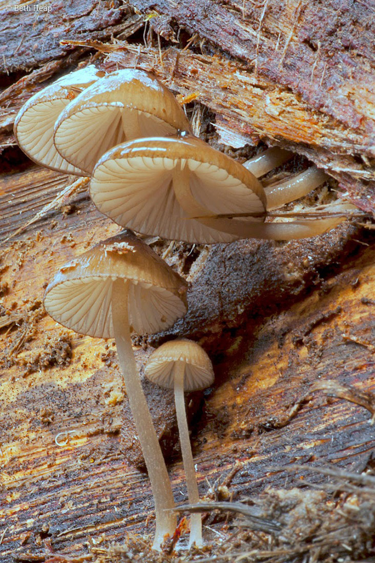 photograph of Mycena mulawaestris