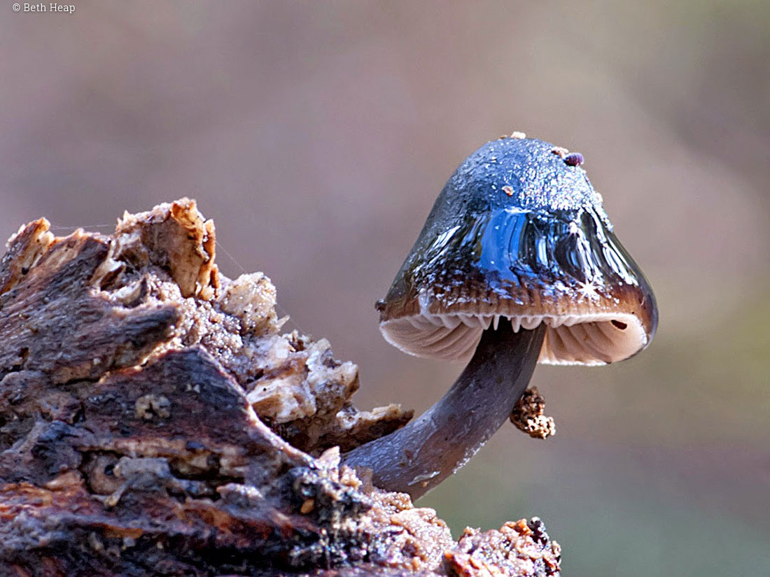 photograph of Mycena nargan