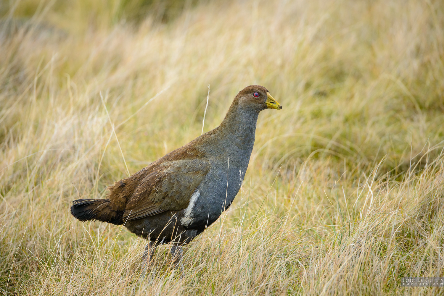 photograph of Tasmanian Native Hen on Maria Island