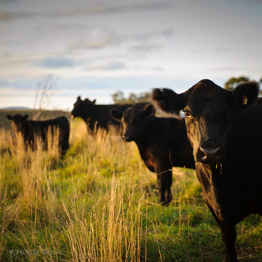 photograph of Cute cows in the evening sun