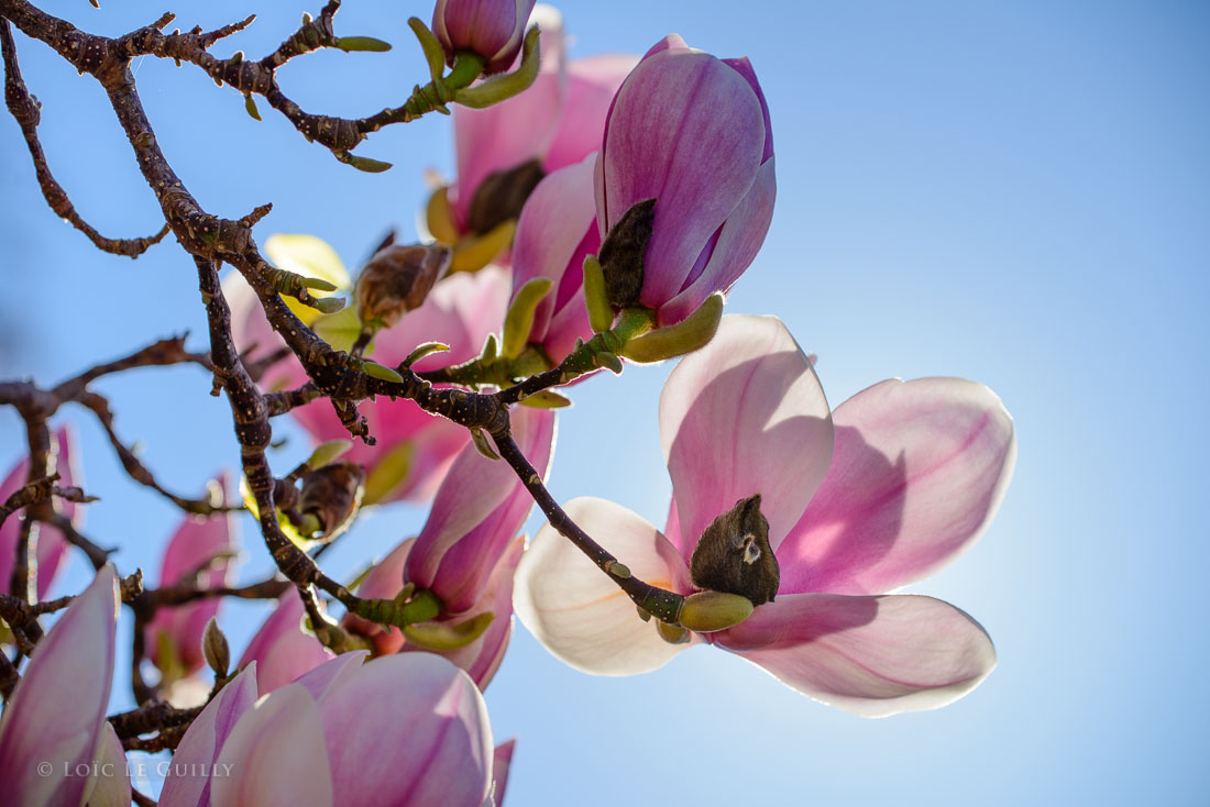 photograph of Spring in North Hobart