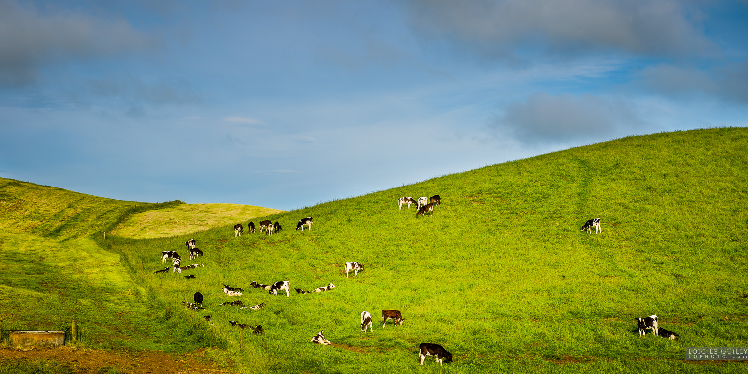photograph of Northwest cows in feld