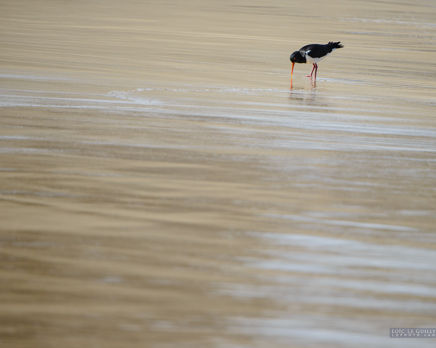 photograph of Oystercatcher