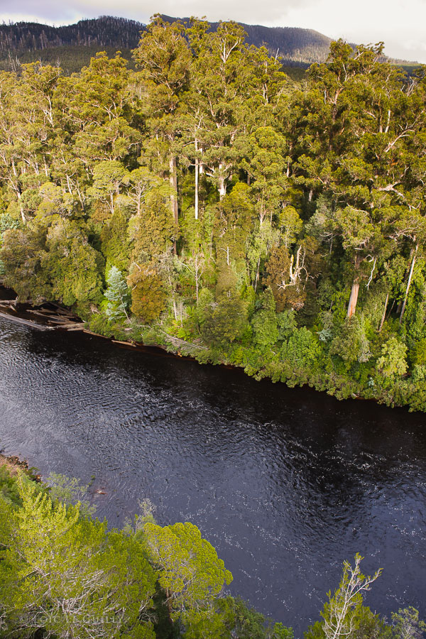 photograph of Picton River view from the Tahune Airwalk