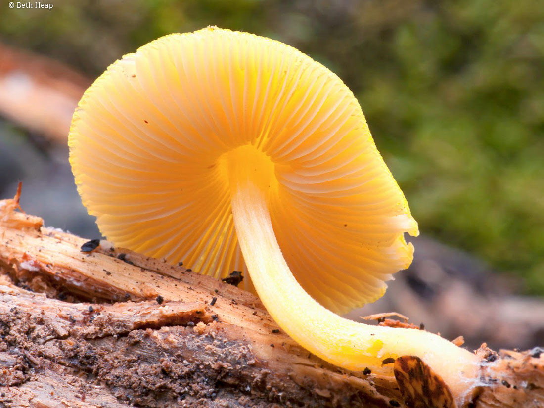 photograph of Pluteus aff lutescens
