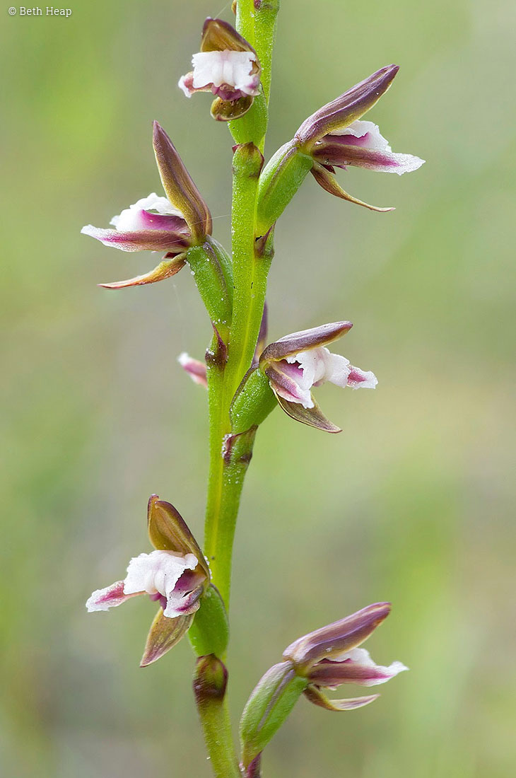 photograph of Prasophyllum  brevilabre (short lipped leek orchid)