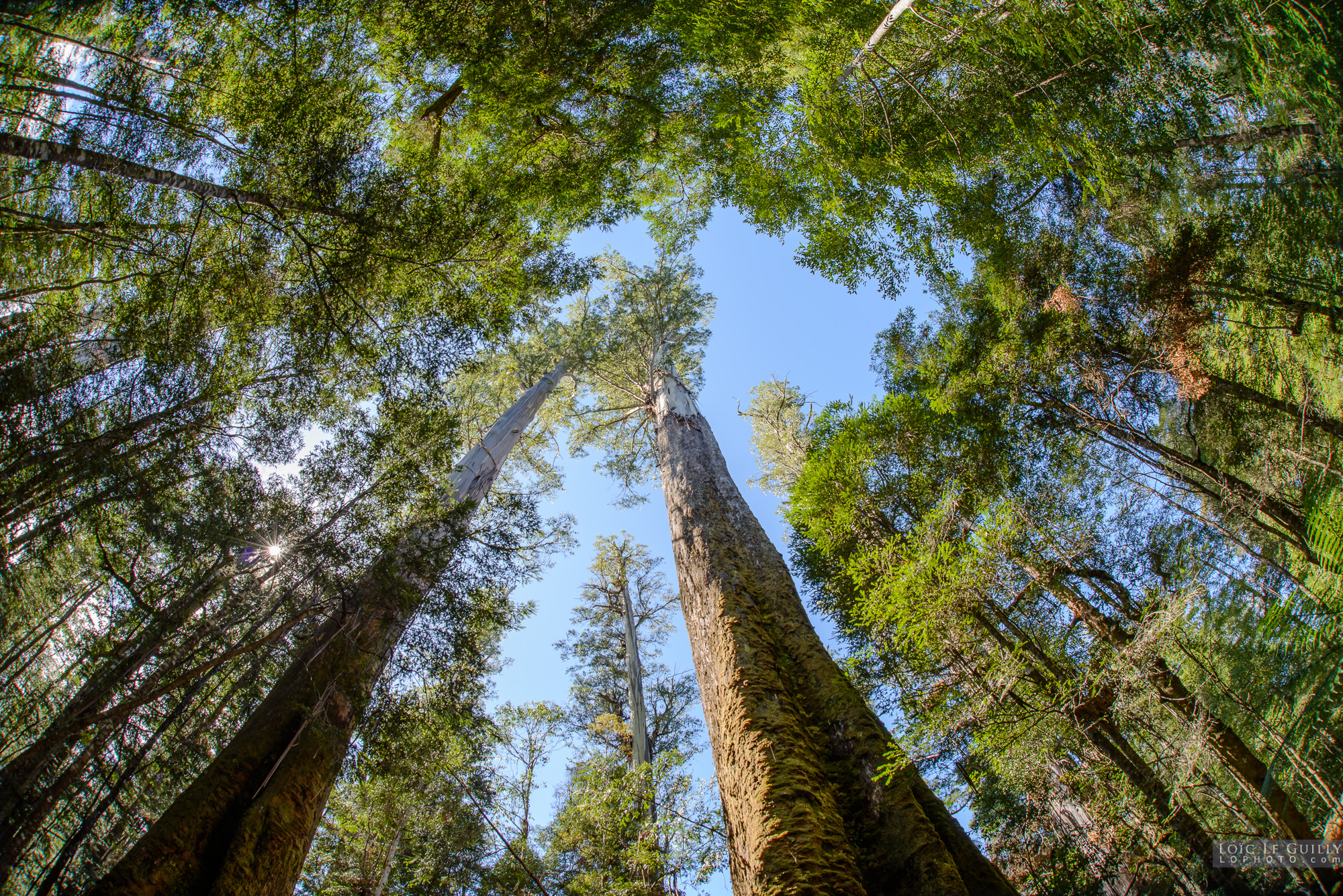 photograph of The Big Tree in the Styx