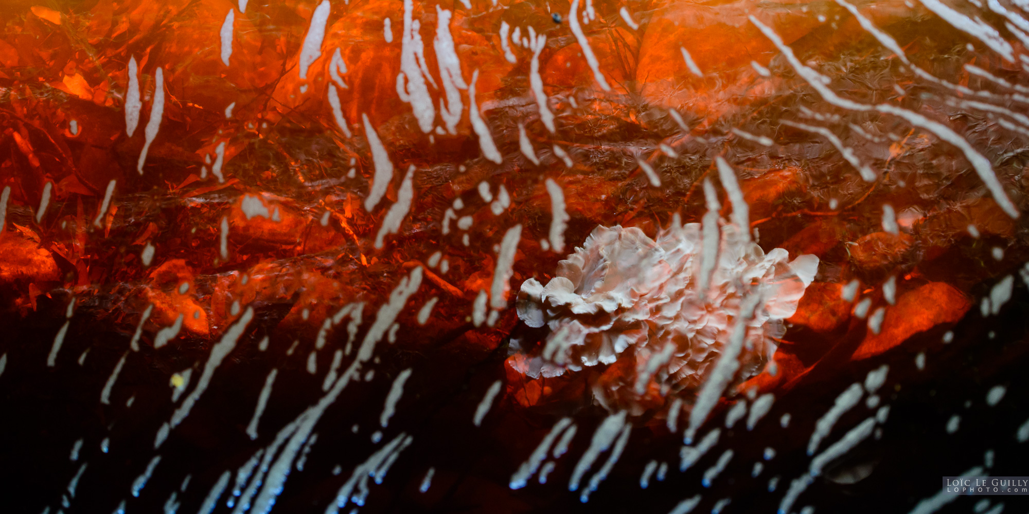 photograph of Fungi reflection, Styx river