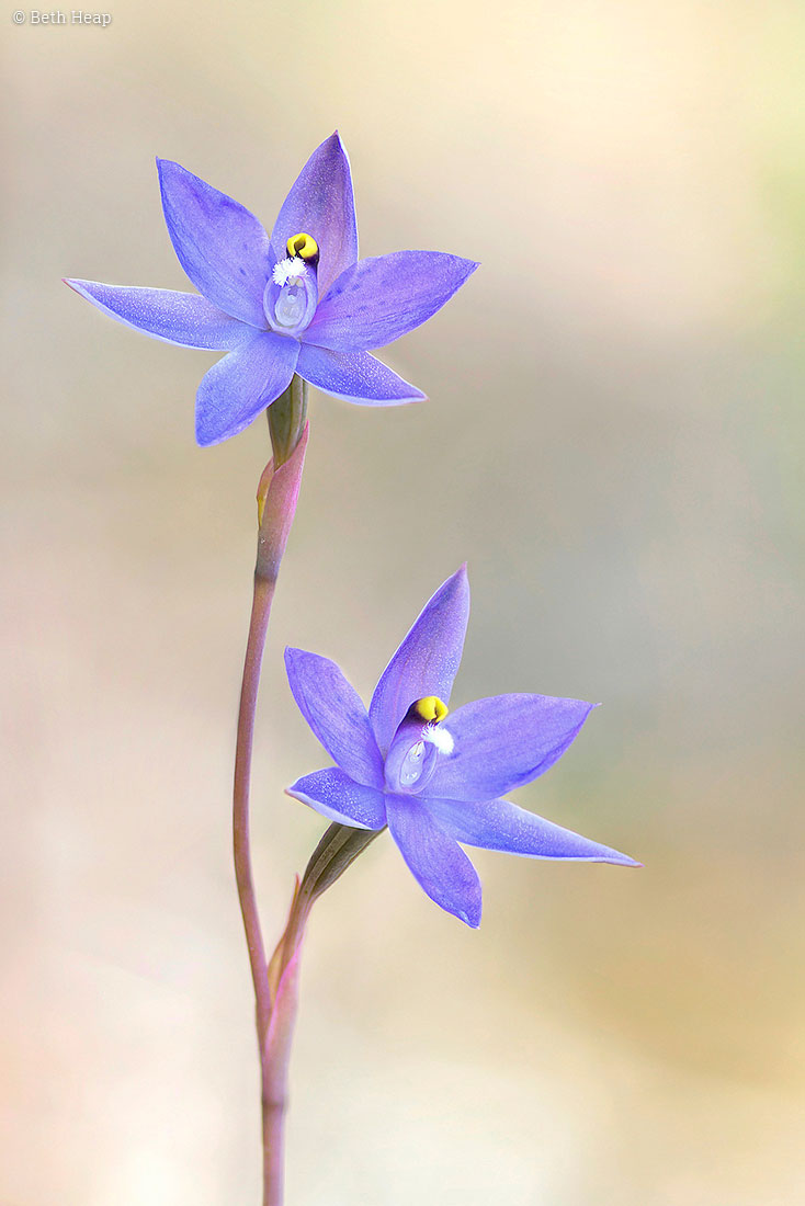 photograph of Sun Orchid