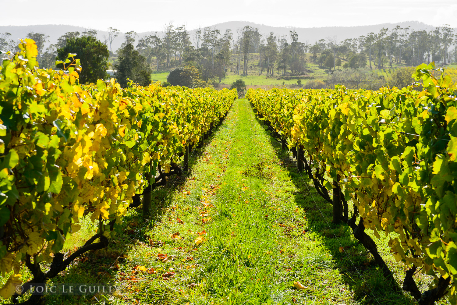 photograph of Vineyard in the Tamar Valley