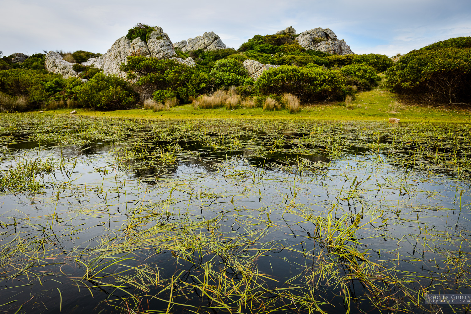photograph of Tarkine wetland