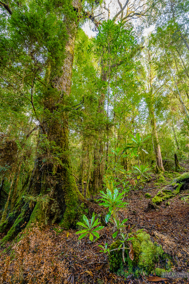 photograph of Tarkine rainforest