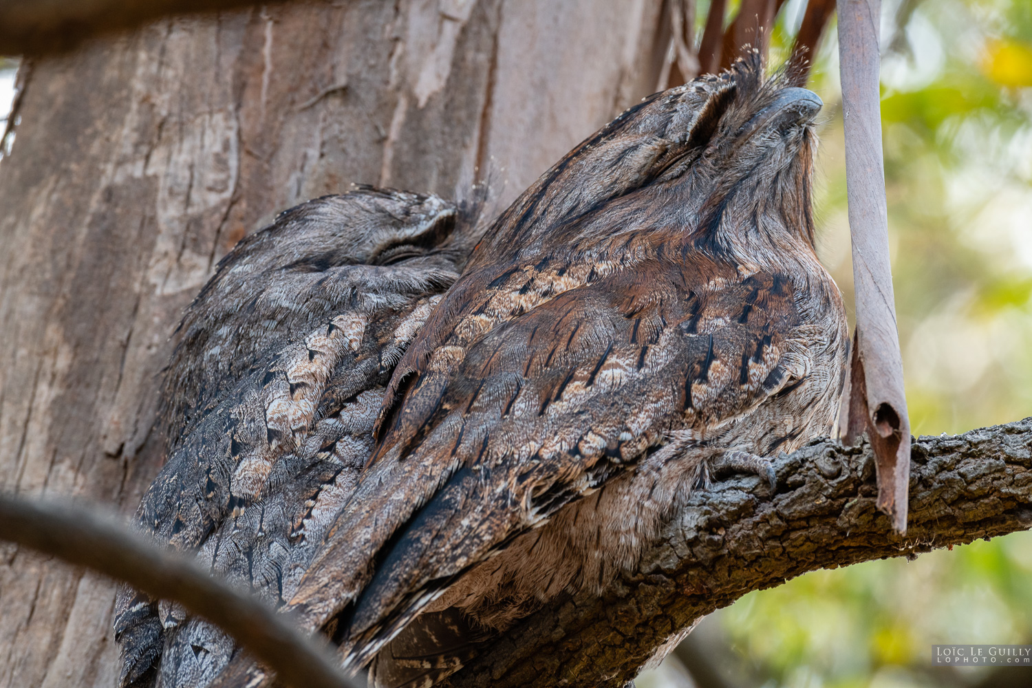 photograph of Tawny Frogmouths on a branch