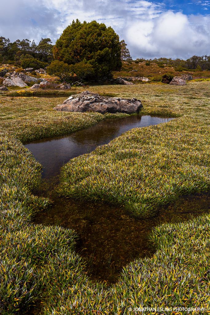 photograph of Pineapple Grass in the Walls of Jerusalem National Park