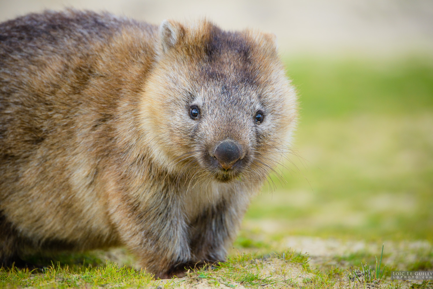 photograph of Wombat behind the dunes