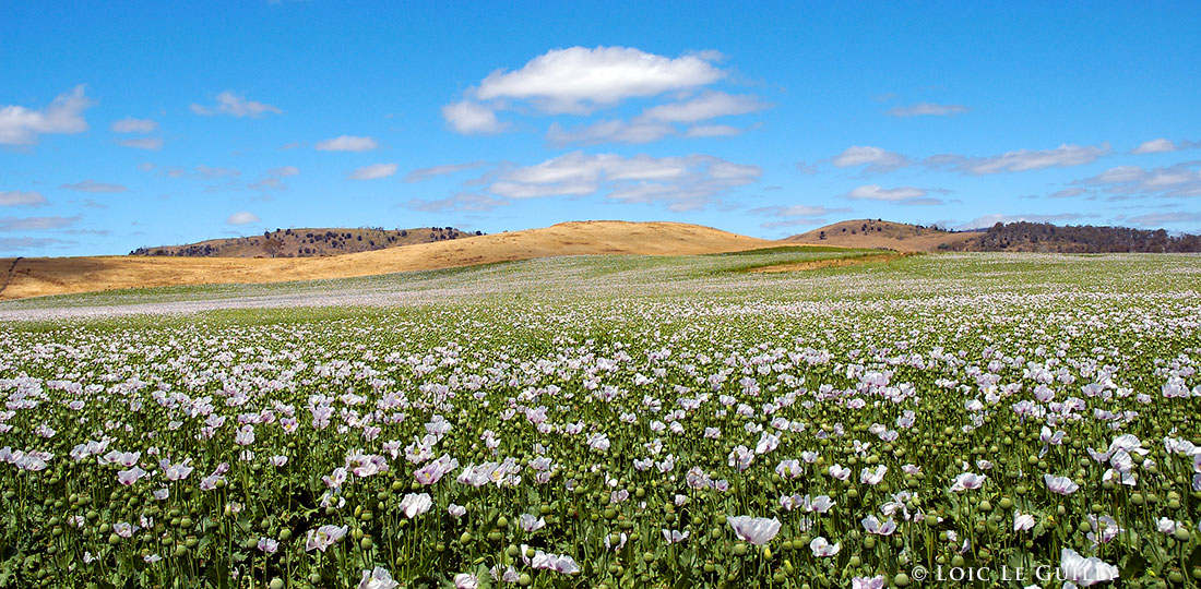 photograph of Poppy field near Bothwell